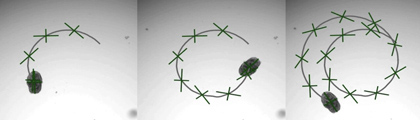Знакомьтесь с AggreBots: крошечными живыми роботами, созданными из клеток человеческих лёгких